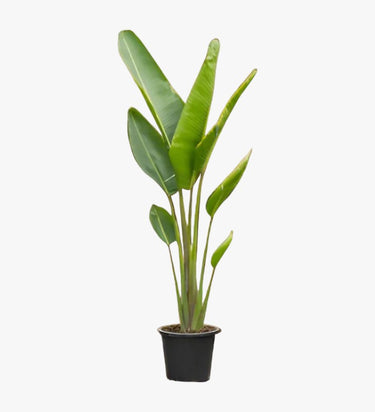 Traveller's Palm – Ravenala madagascariensis